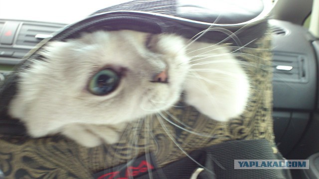 Котовторник 23.09.2014.