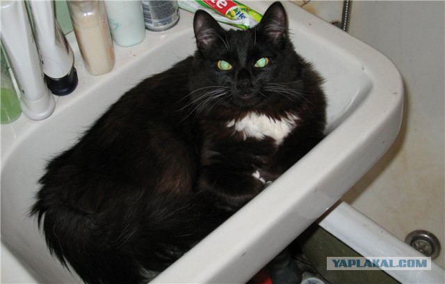 Котовторник 30.09.2014