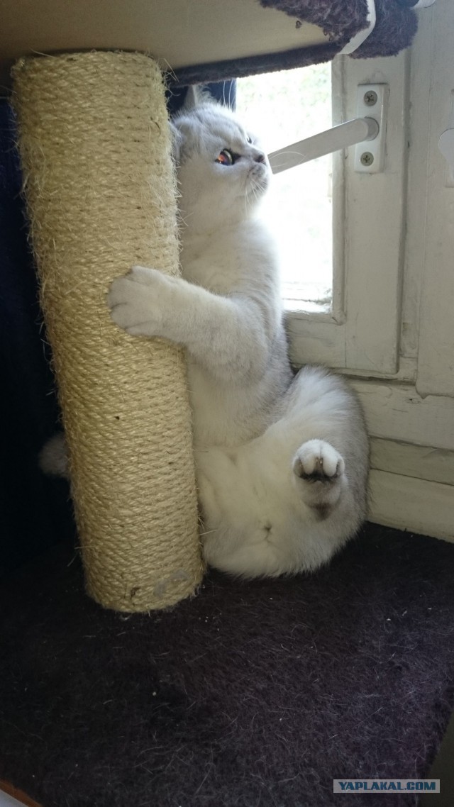 Котовторник 9.12.2014