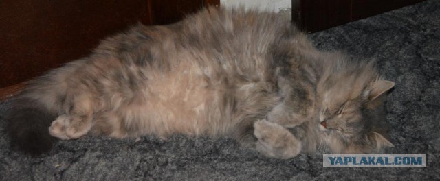 Котовторник 16.12.2014