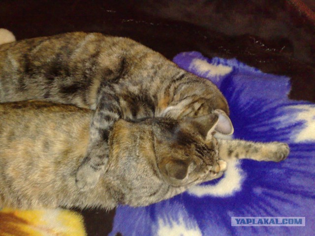 Синхронные коты