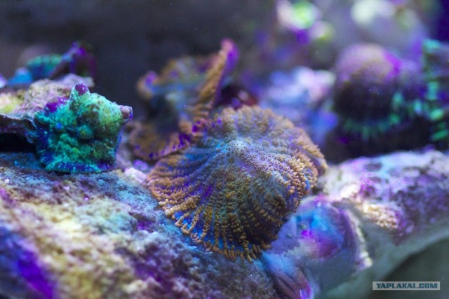 Морской нано-аквариум дома.
