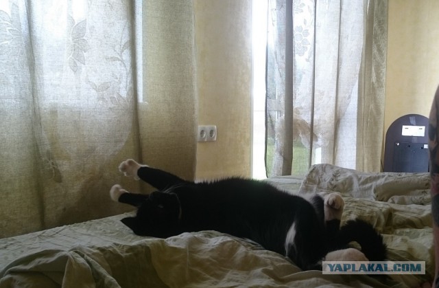 Котовторник 14.07.2015