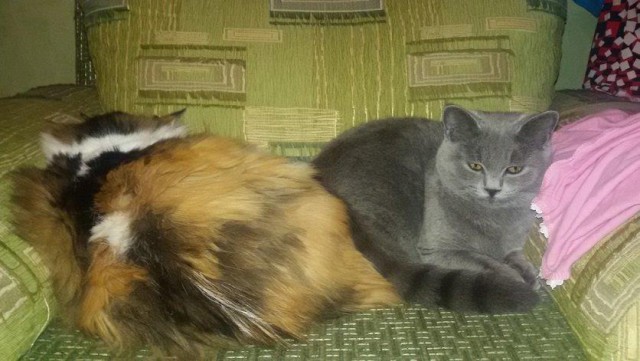 Котовторник 25.08.2015