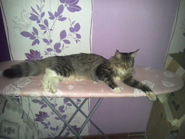 Котовторник 25.08.2015
