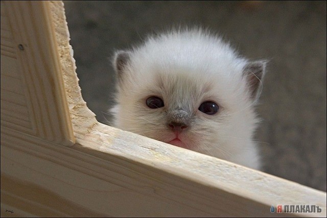 Коты, кошки, котята