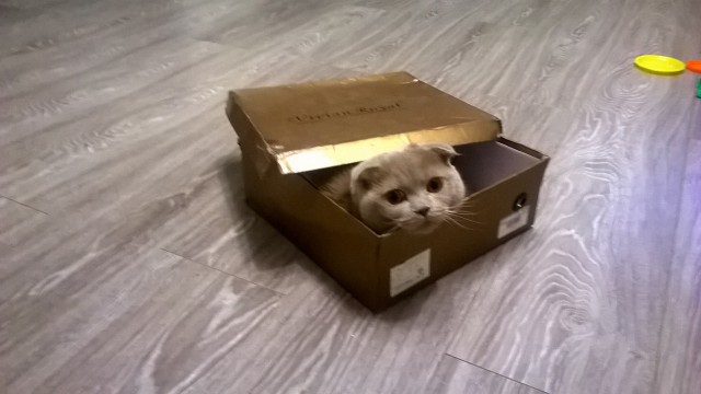 Котовторник