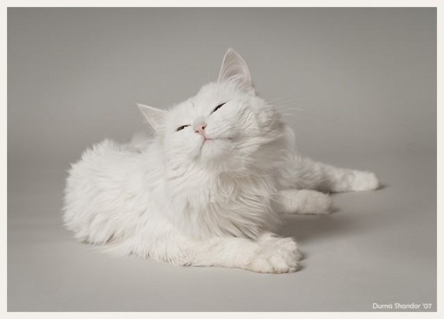 Коты, кошки, котята