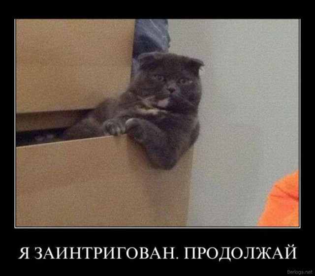 Демы к котовторнику!