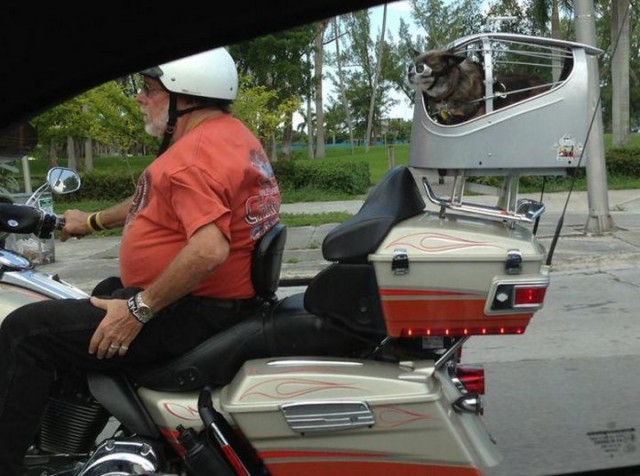 Подборка интересных и веселых фото