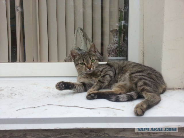 Кошки, которых я встретил на своем пути:)