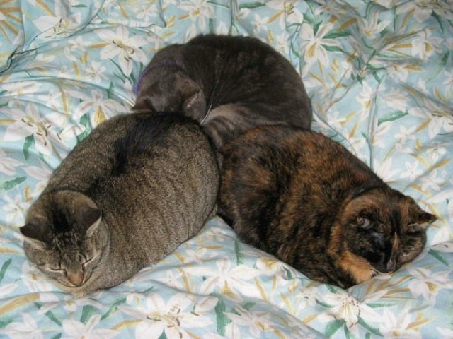Коты из сети