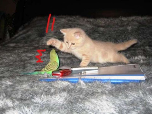 Коты из сети