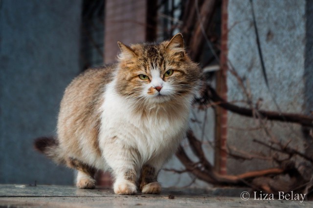 Коты и Кошки