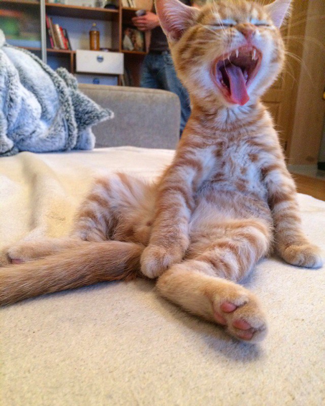 Коты и Кошки