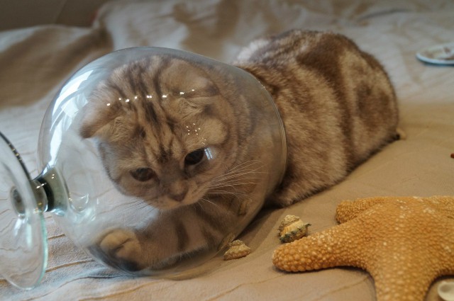 Живность из сети