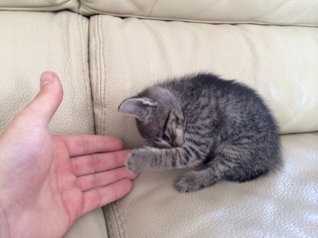 Подборка настоящих котов