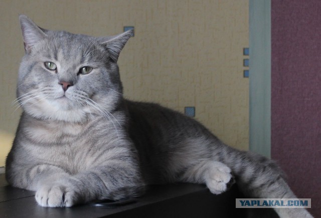 Предлагаю открыть котовторник 15.05 2018