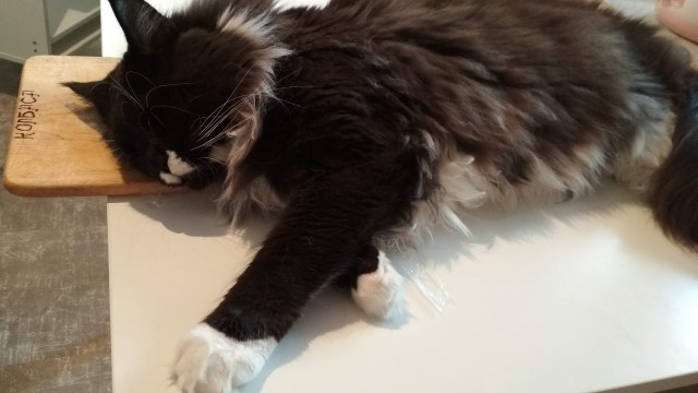 Котовторник 19.06.2018