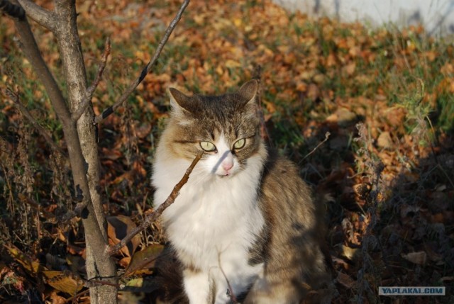 Котовторник на ЯПлакалъ
