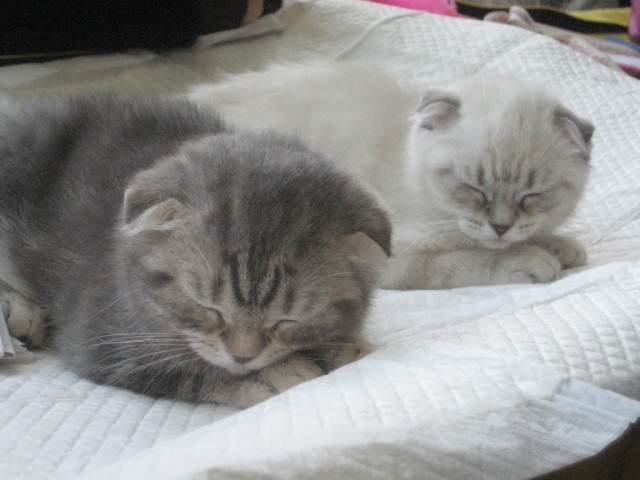 Котовторник 1.02.2011