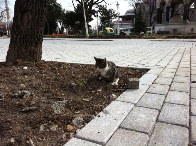 Коты Босфора