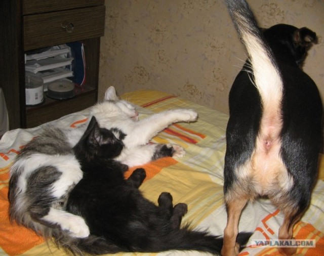 Сонный Котовторник