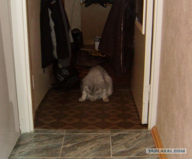 Котовторник в "КотоГетто"