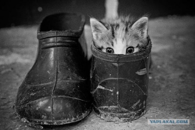 С котовторником !