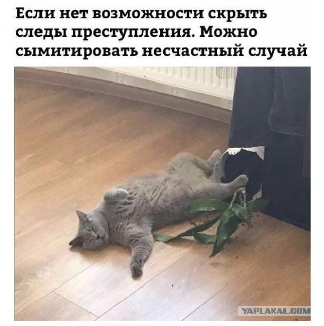 Прикольные комментарии и высказывания из Сети 21.11.2018