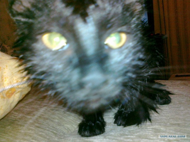 Котовторник 1.11.11