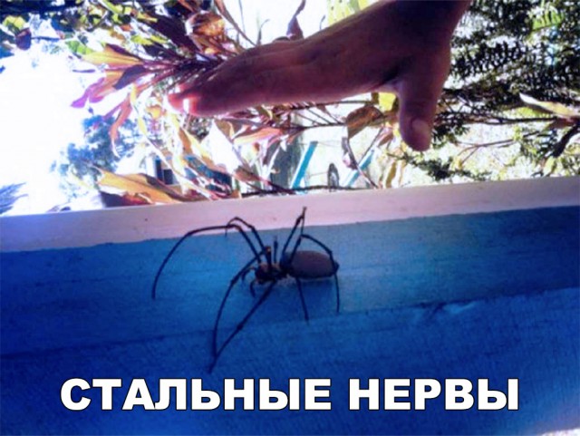 Нестандартный юмор