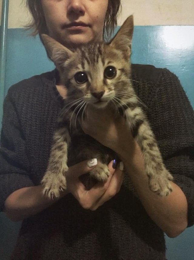 Прикольных котов пост