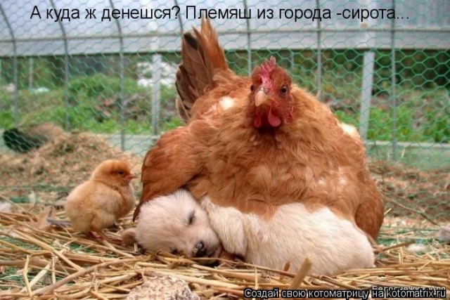 Мама-наседка для... котят!