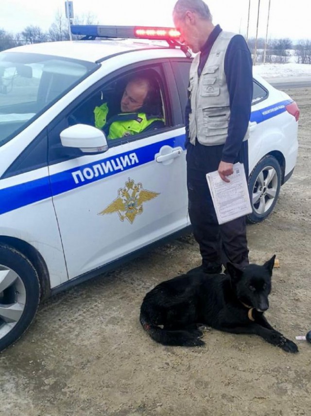 Заблудившаяся в Новокузнецке собака пришла за помощью к полиции