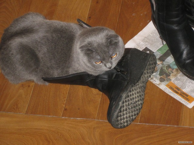 Котовторник 03 07 2012