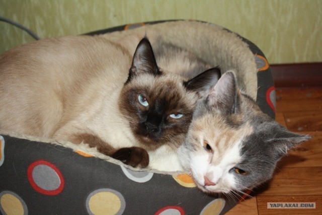 Котовторник  17.07.2012