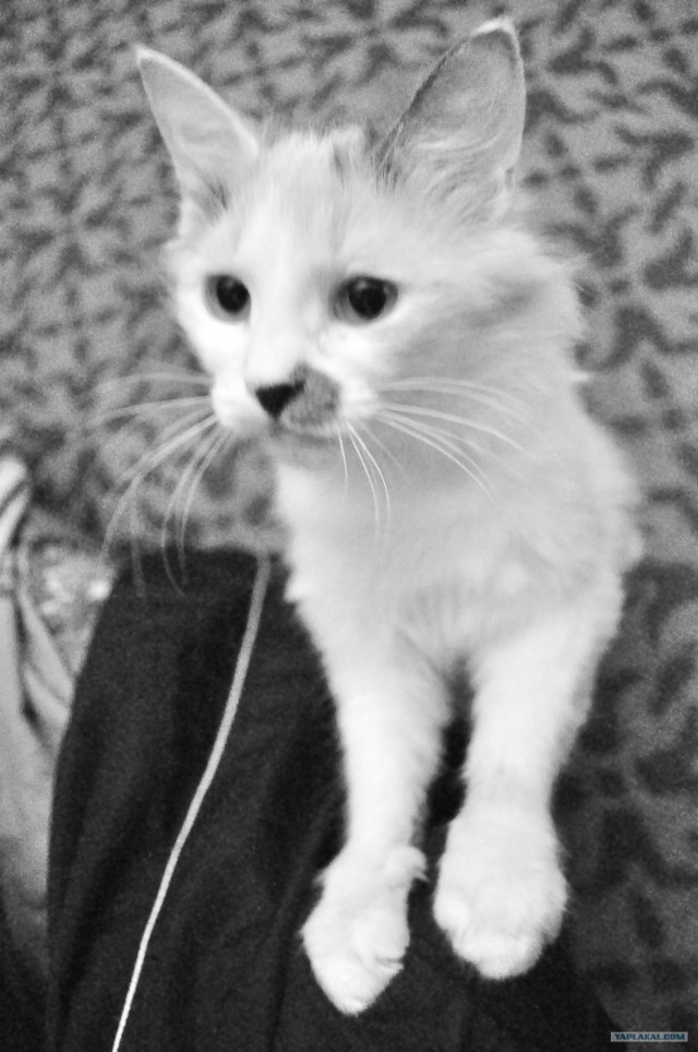 Котовторник ( 23.10. 2012. )