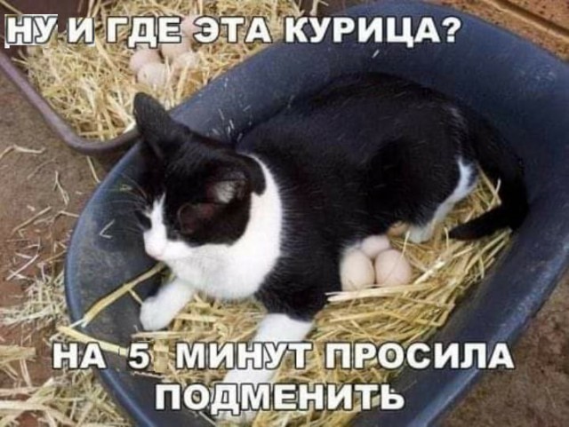 Картинки с котами и про котов