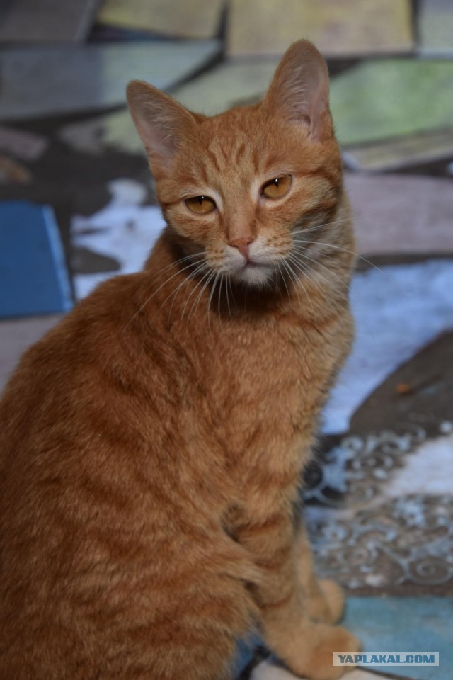 Котовторник 18.06.2019