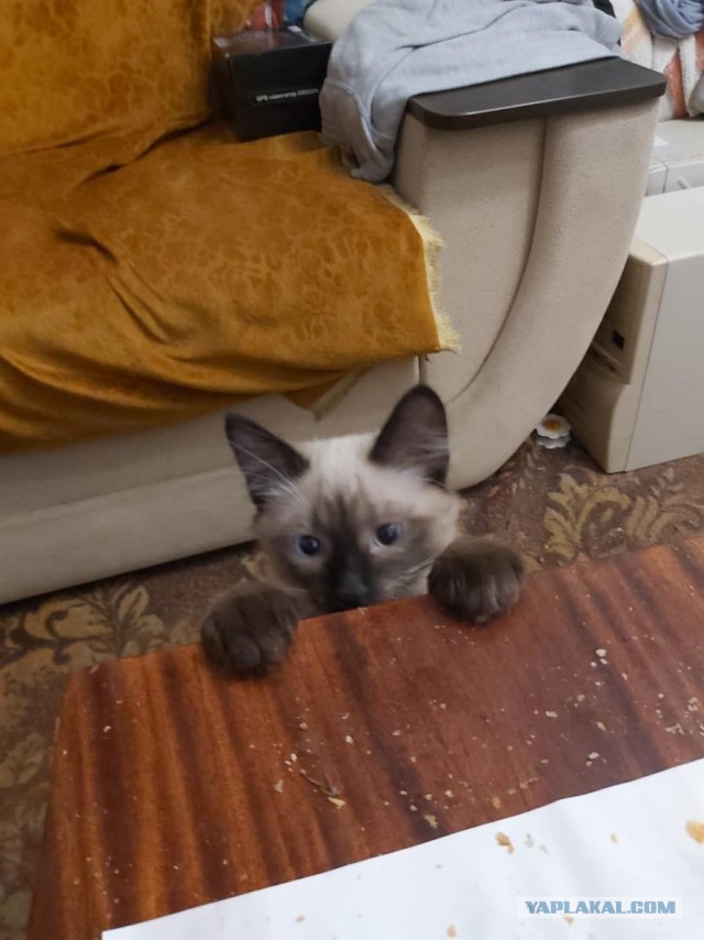 Настоящие старославянские кошачьи имена