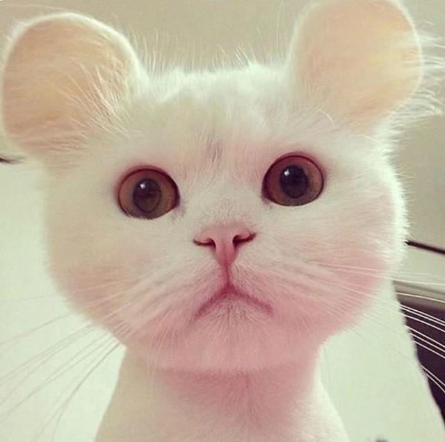 Около 30 животных, которых природа слепила из того, что было