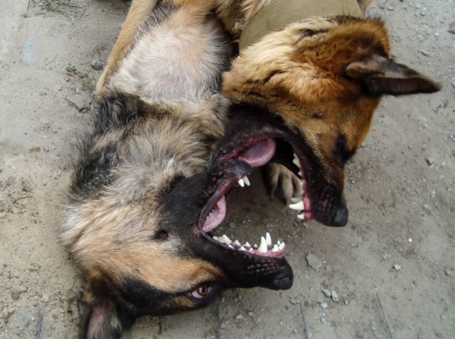 Живность из сети