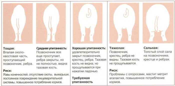 О пользе приседаний