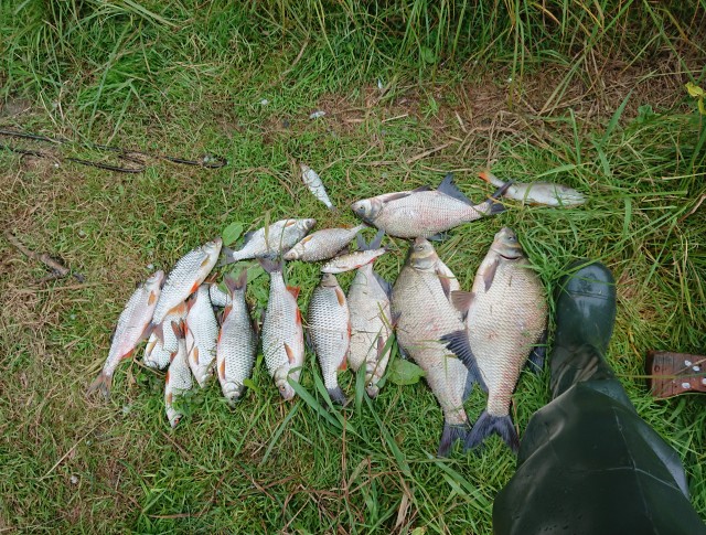 Со своих рыбалок, лето 2019