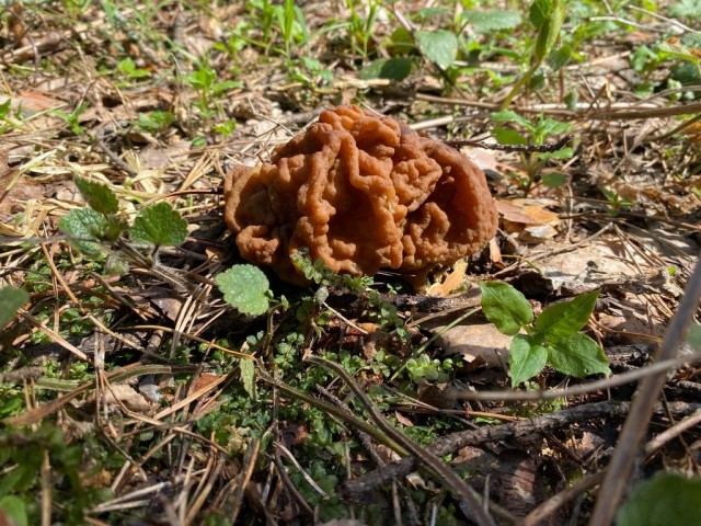 Сморчки в лесу