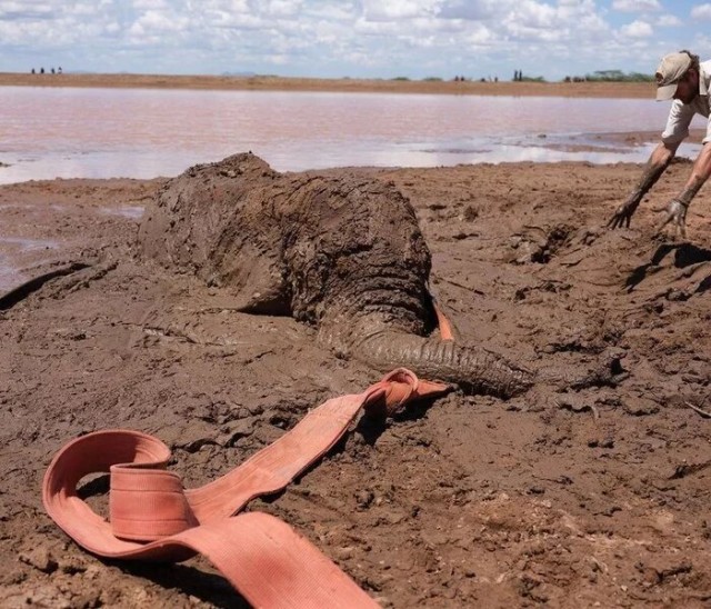 Спасение слоника из грязевой трясины