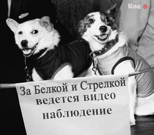 ёлки идем резать?