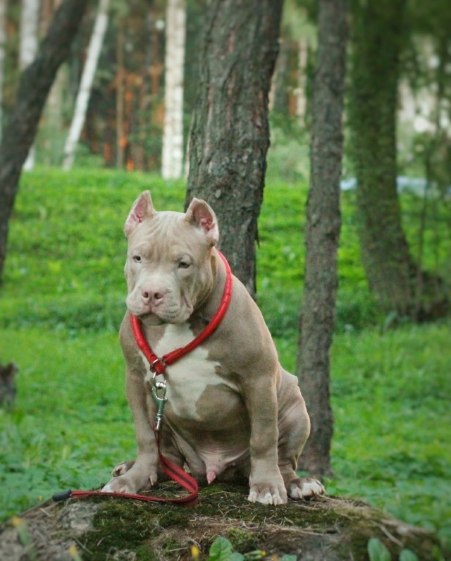 Эти забавные животные