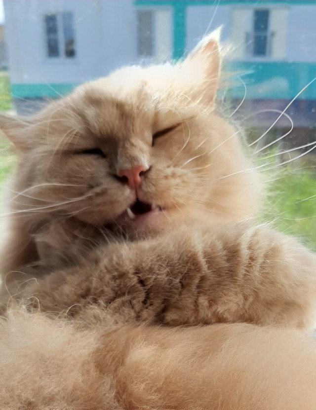 "Удоли!" Дурацкие фото котеек, которые они просили не показывать
